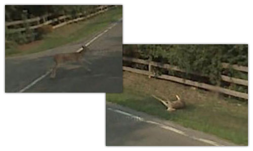 Google Street View : Bambi