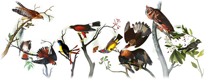 Google : Doodle pour John James Audubon